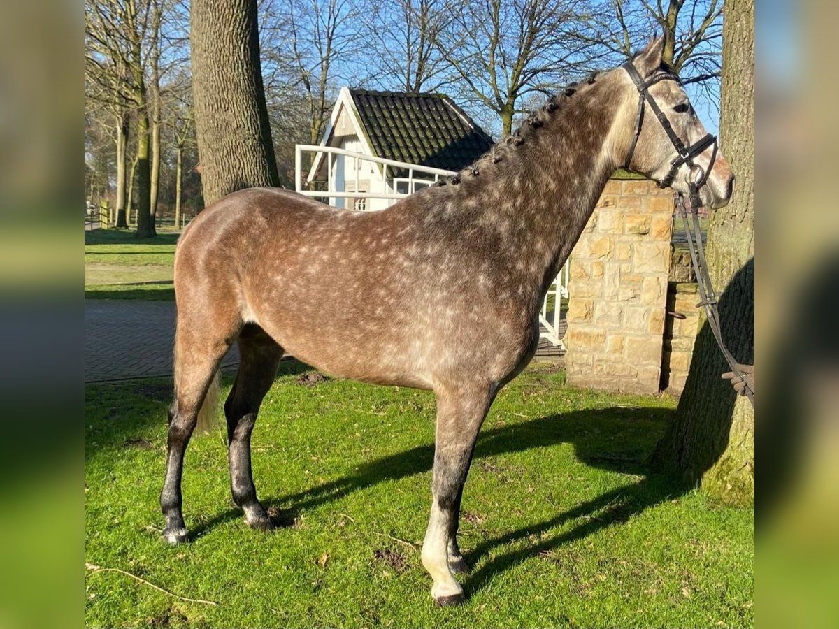 Brandemburgués Caballo castrado 6 años 167 cm Tordo in Hopsten