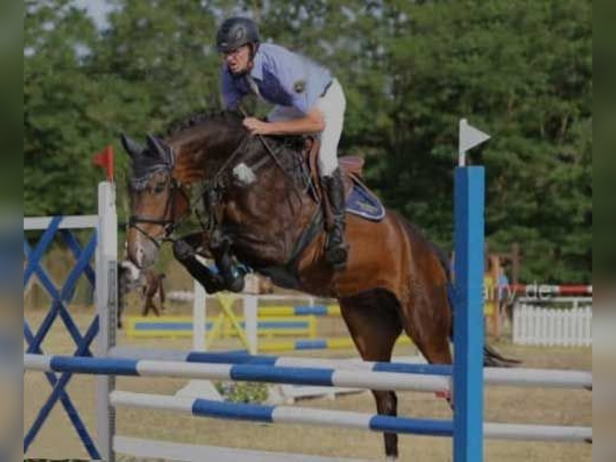 Brandemburgués Caballo castrado 8 años Castaño in Kremitzaue Polzen