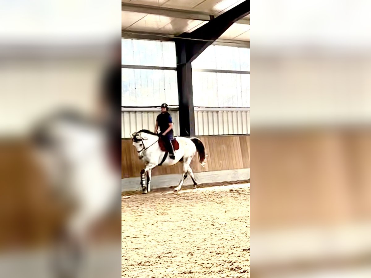 Brandenburg Warmblood Gelding 11 years 15,2 hh Grey in Herzlake
