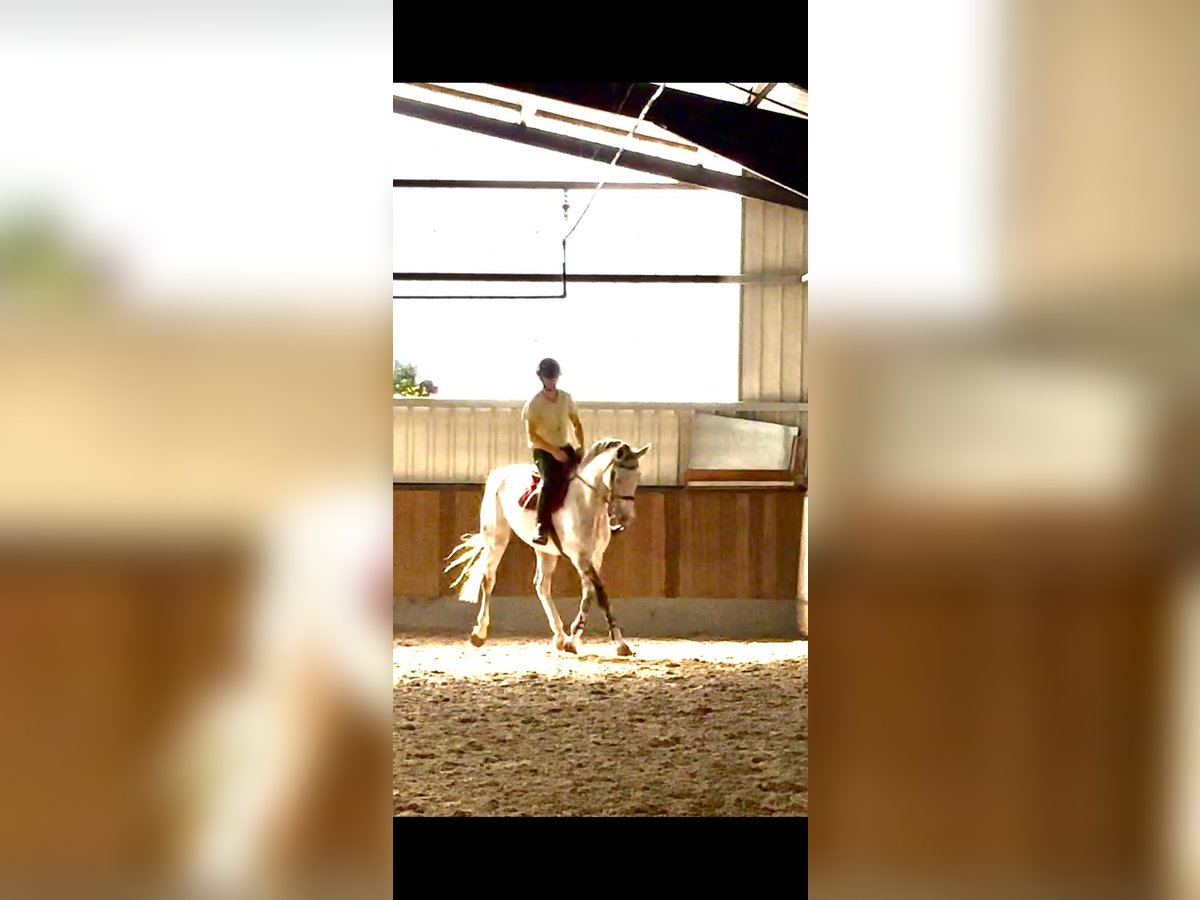 Brandenburg Warmblood Gelding 12 years 16,2 hh Grey in Herzlake