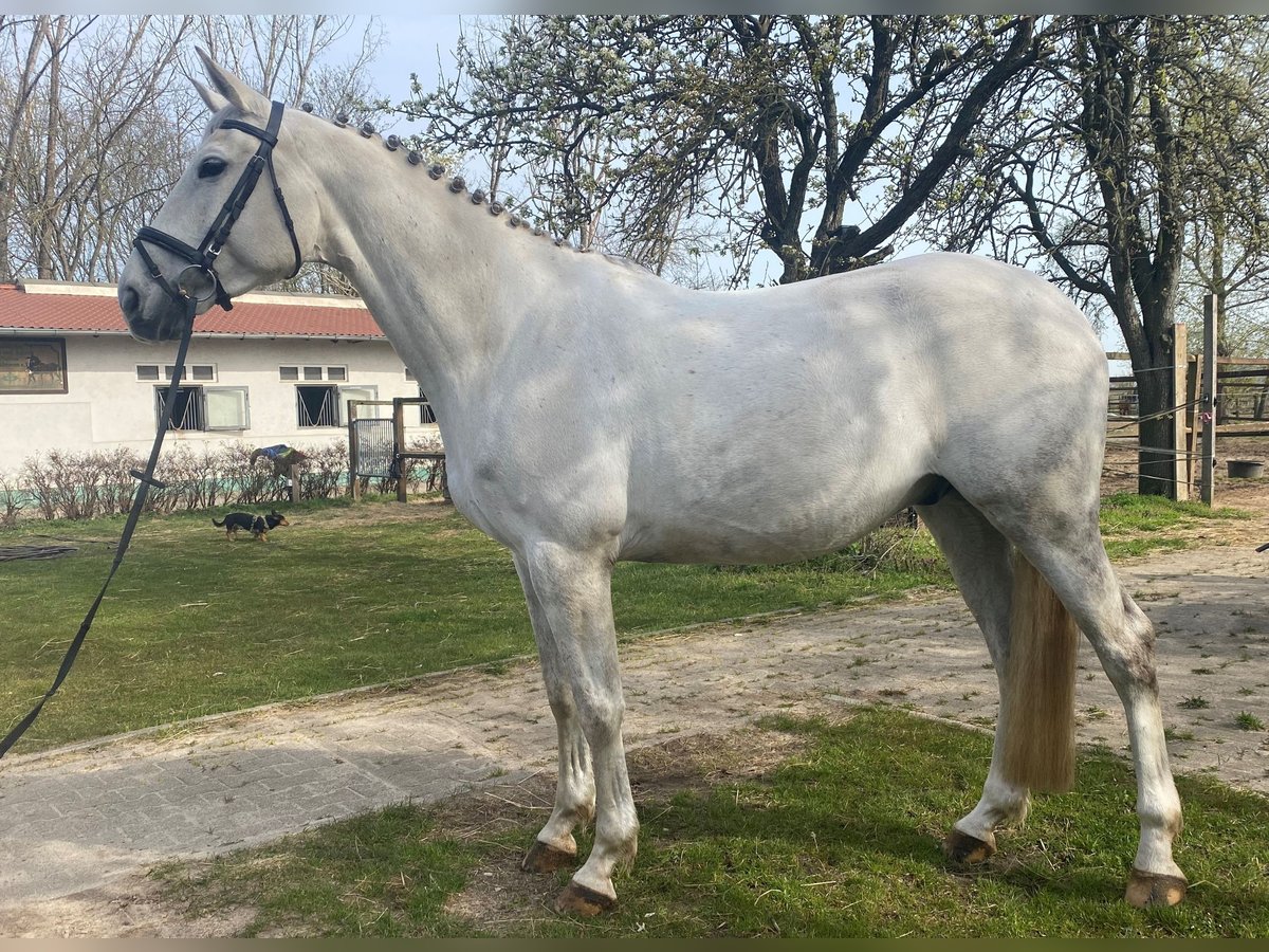 Brandenburg Warmblood Gelding 13 years 16,2 hh Gray-Dapple in Großbeeren