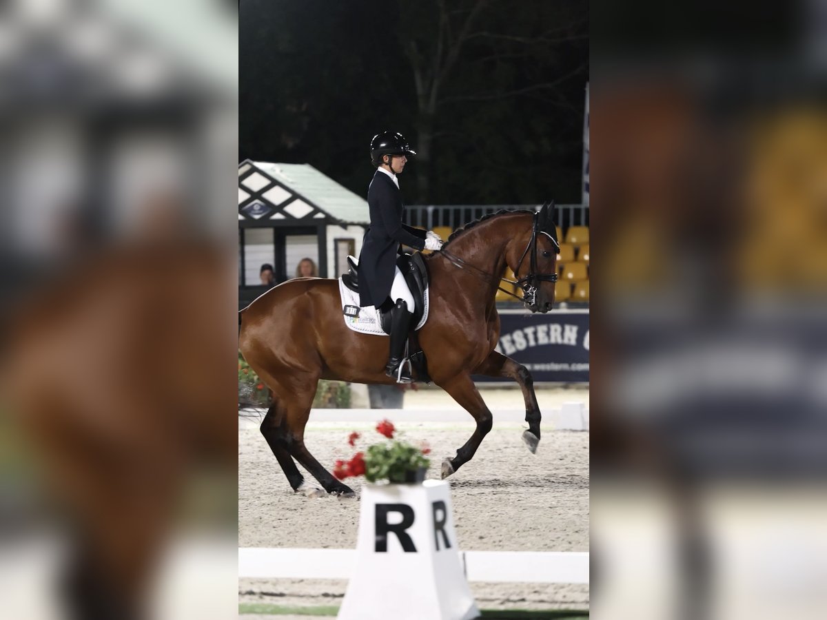 Brandenburg Warmblood Gelding 13 years 16,2 hh Brown in Meijel