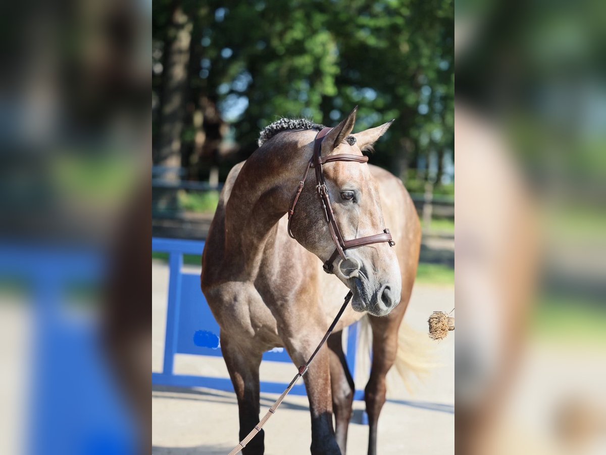 Brandenburg Warmblood Gelding 4 years 16,3 hh Gray in Altenberge