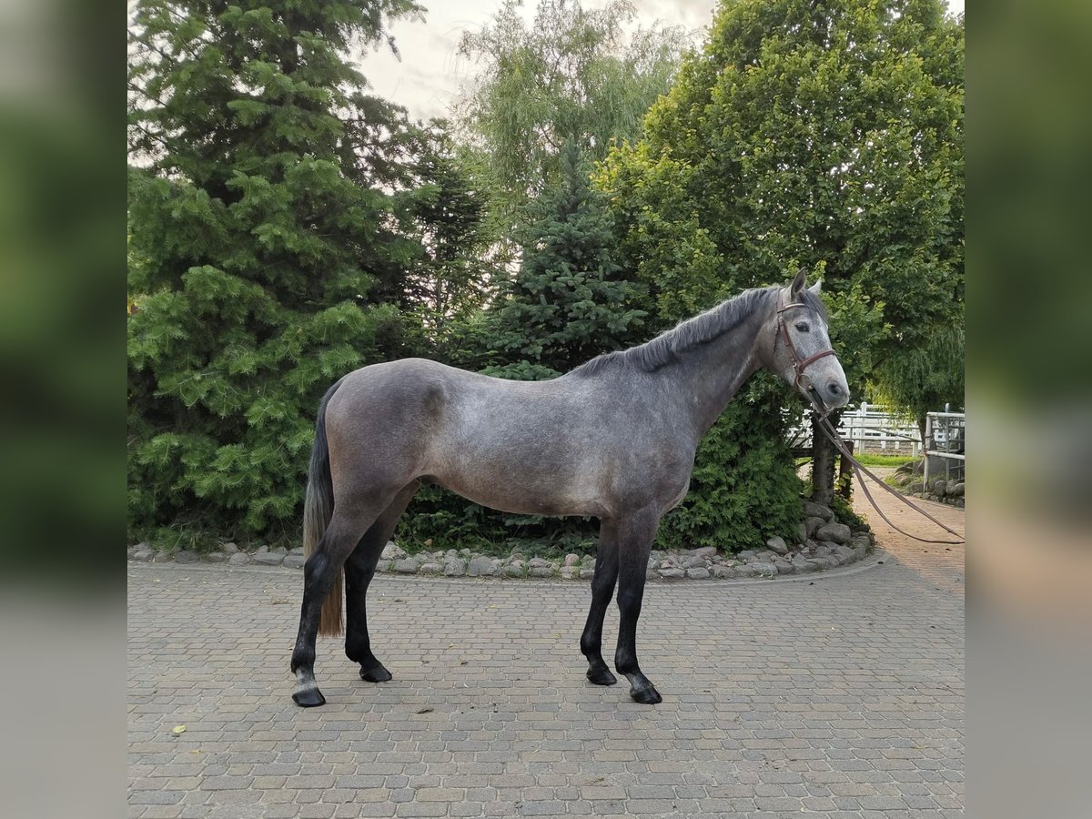 Brandenburg Warmblood Gelding 4 years 16,1 hh Grey in Bad Kreuznach