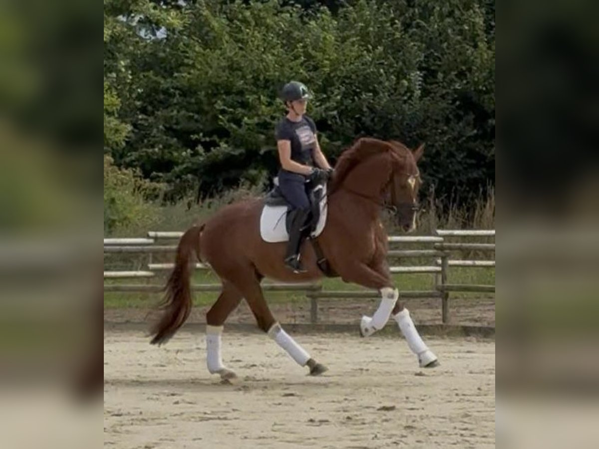 Brandenburg Warmblood Gelding 4 years 16,2 hh Chestnut-Red in Welver