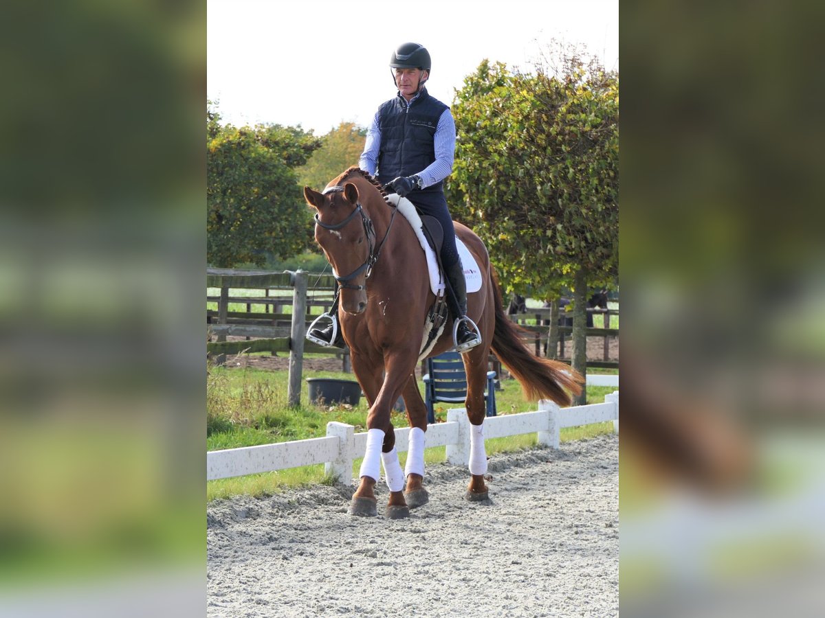 Brandenburg Warmblood Gelding 4 years 17,1 hh Chestnut-Red in Wedemark Brandenburg Warmblood Gelding 4 years 17,1 hh Chestnut-Red in Wedemark