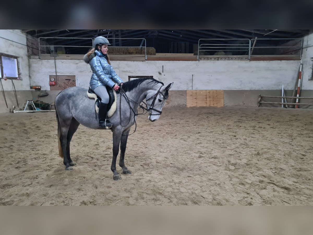 Brandenburg Warmblood Gelding 5 years 15,3 hh Gray-Dark-Tan in Neuburg an der Donau