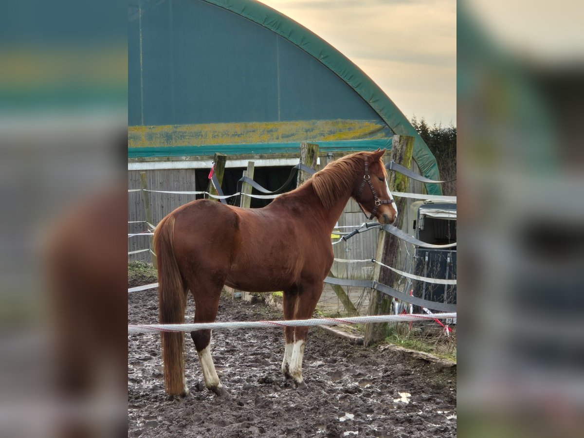 Brandenburg Warmblood Gelding 5 years 16 hh Chestnut-Red in Olsberg