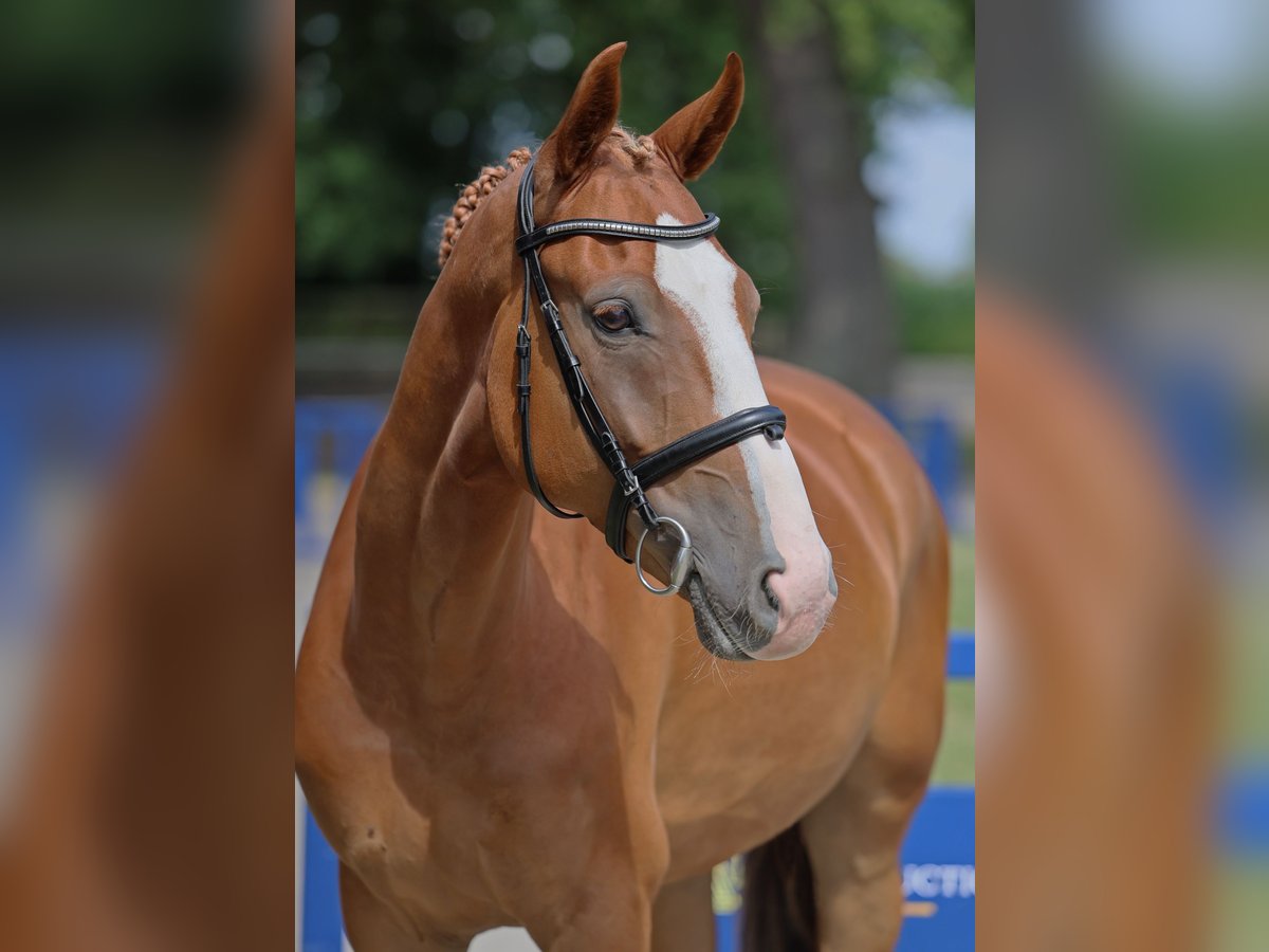 Brandenburg Warmblood Gelding 5 years 16 hh Chestnut-Red in Diepholz