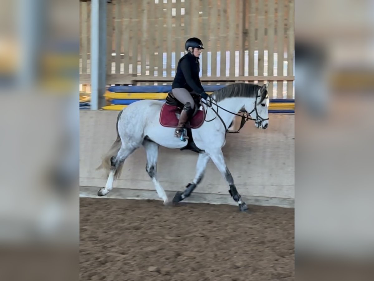 Brandenburg Warmblood Gelding 5 years 16 hh Gray in Wolfsburg