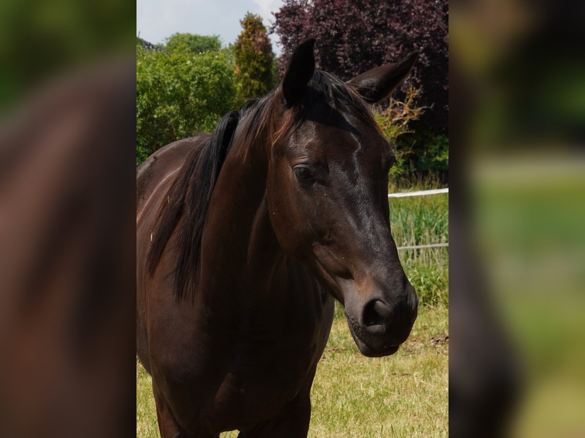 Brandenburg Warmblood Gelding 5 years 16 hh Smoky-Black in Magdeburg