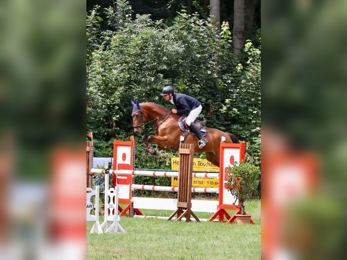 Brandenburg Warmblood Gelding 6 years 16,1 hh Brown in Langenbernsdorf