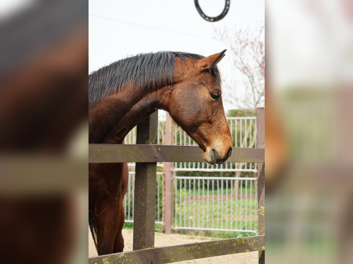 Brandenburg Warmblood Gelding 7 years 15,2 hh Brown in Eisleben