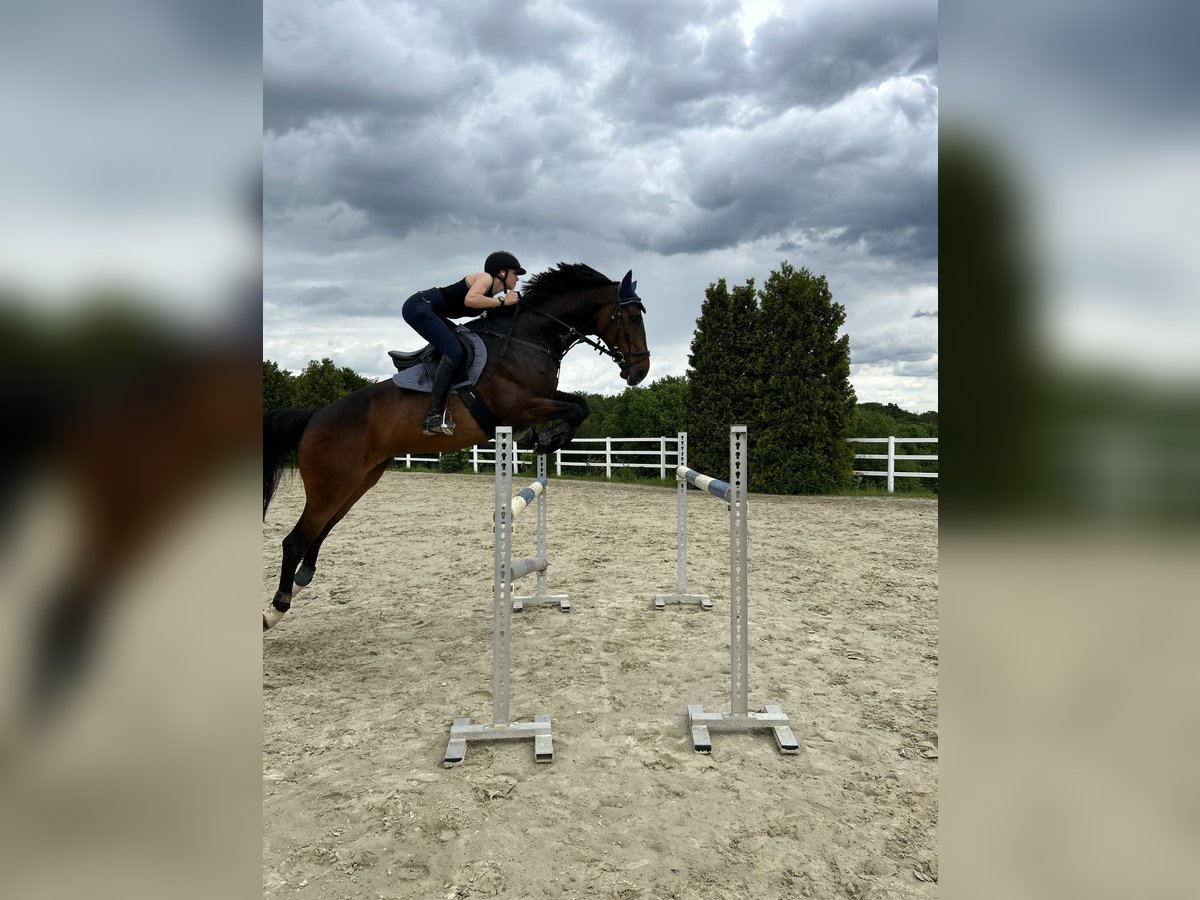 Brandenburg Warmblood Gelding 8 years 16,3 hh Brown in Königswinter