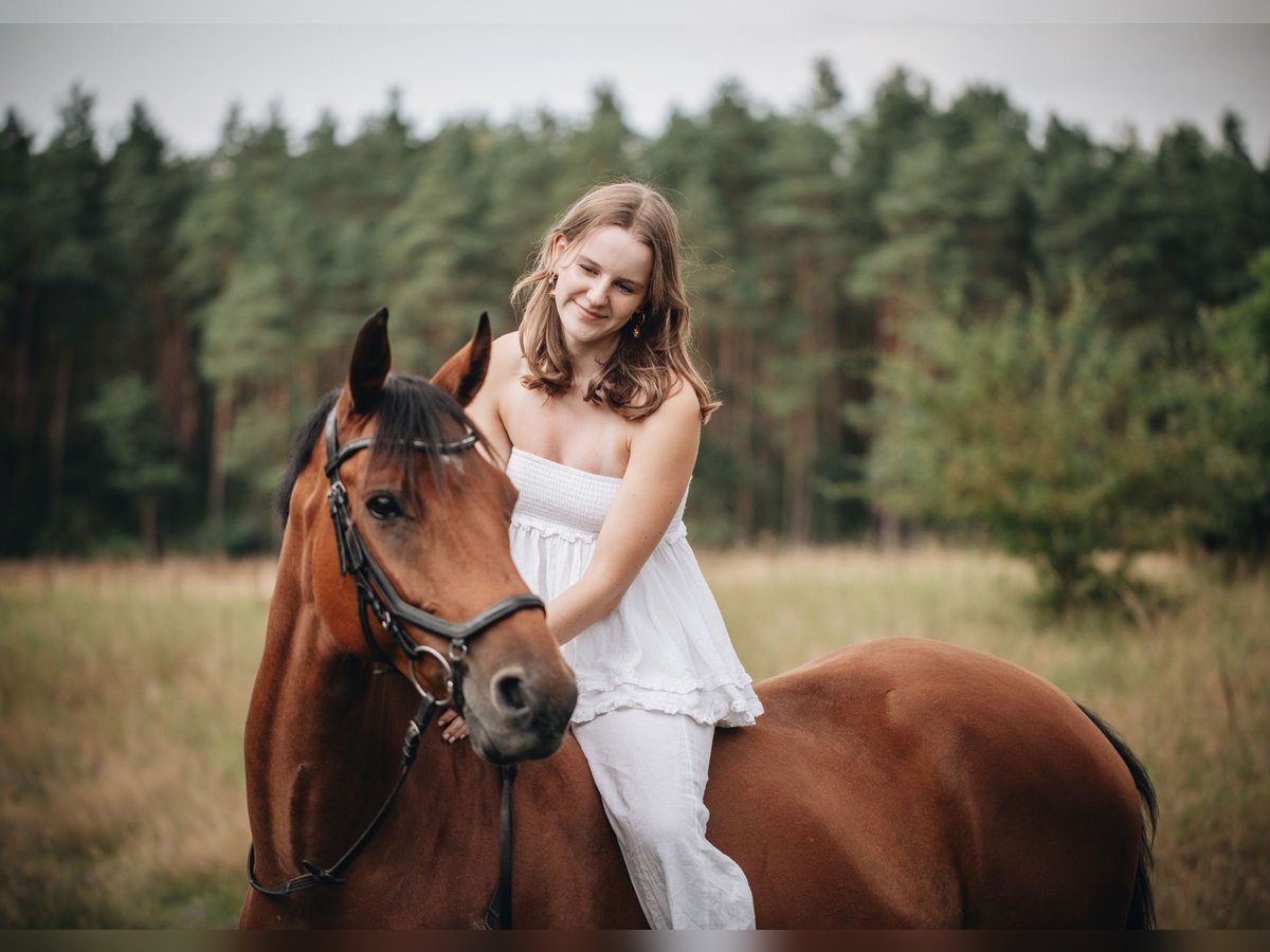 Brandenburg Warmblood Mare 10 years 14,3 hh Brown in Lüdersdorf