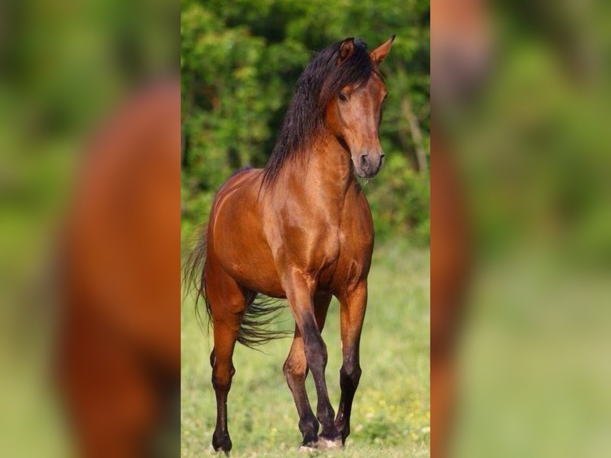 Brandenburg Warmblood Mare 11 years 16,1 hh Brown in Apolda