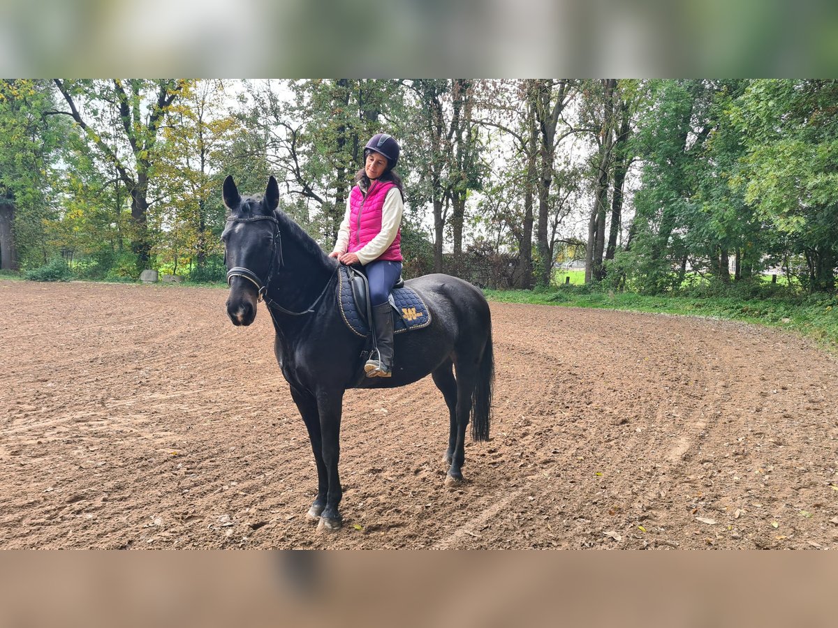 Brandenburg Warmblood Mare 14 years 16 hh Black in Neuburg an der Donau