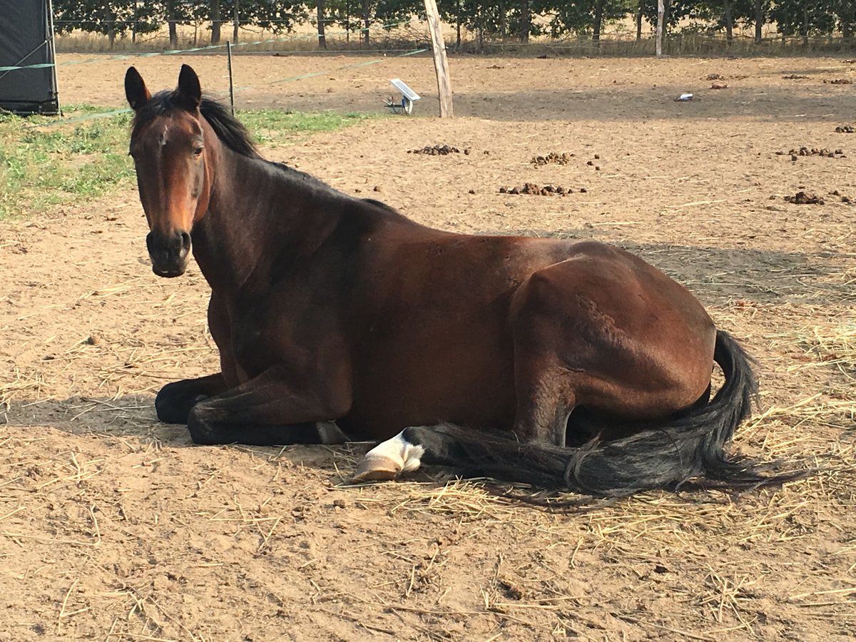 Brandenburg Warmblood Mare 14 years 16 hh Brown in Treuenbrietzen