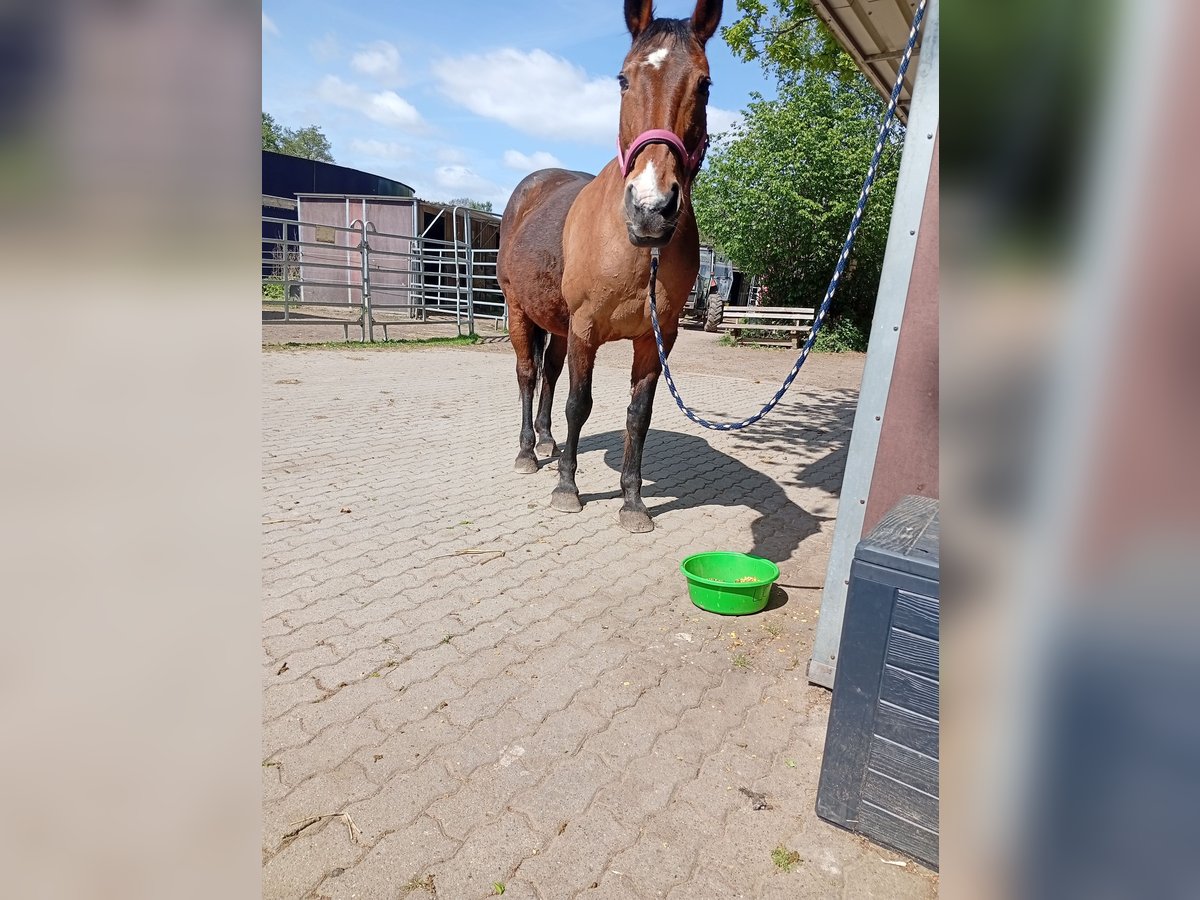 Brandenburg Warmblood Mare 27 years 15,2 hh Brown in Raisdorf