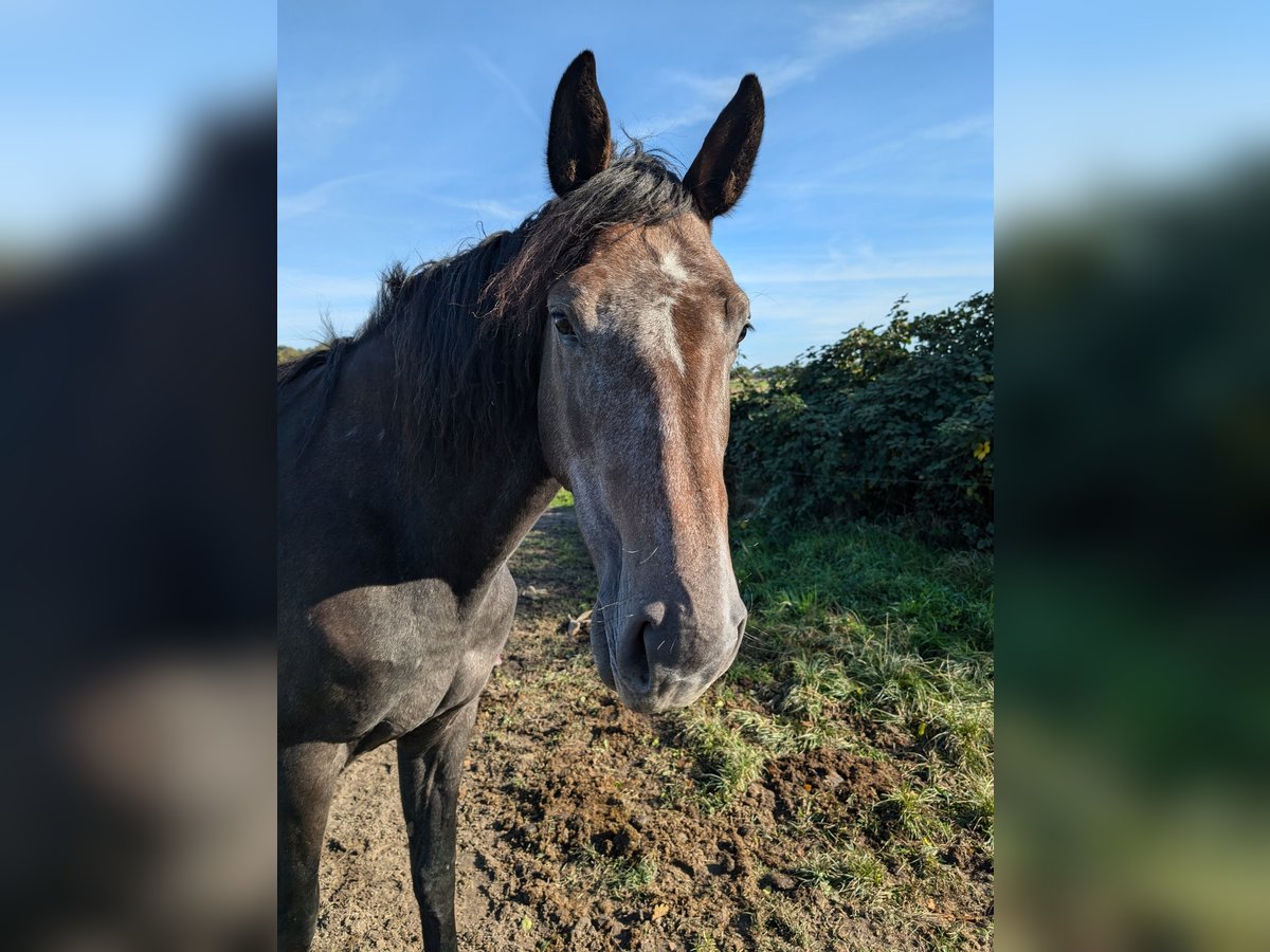 Brandenburg Warmblood Mare 3 years 16,2 hh Bay-Dark in Perleberg