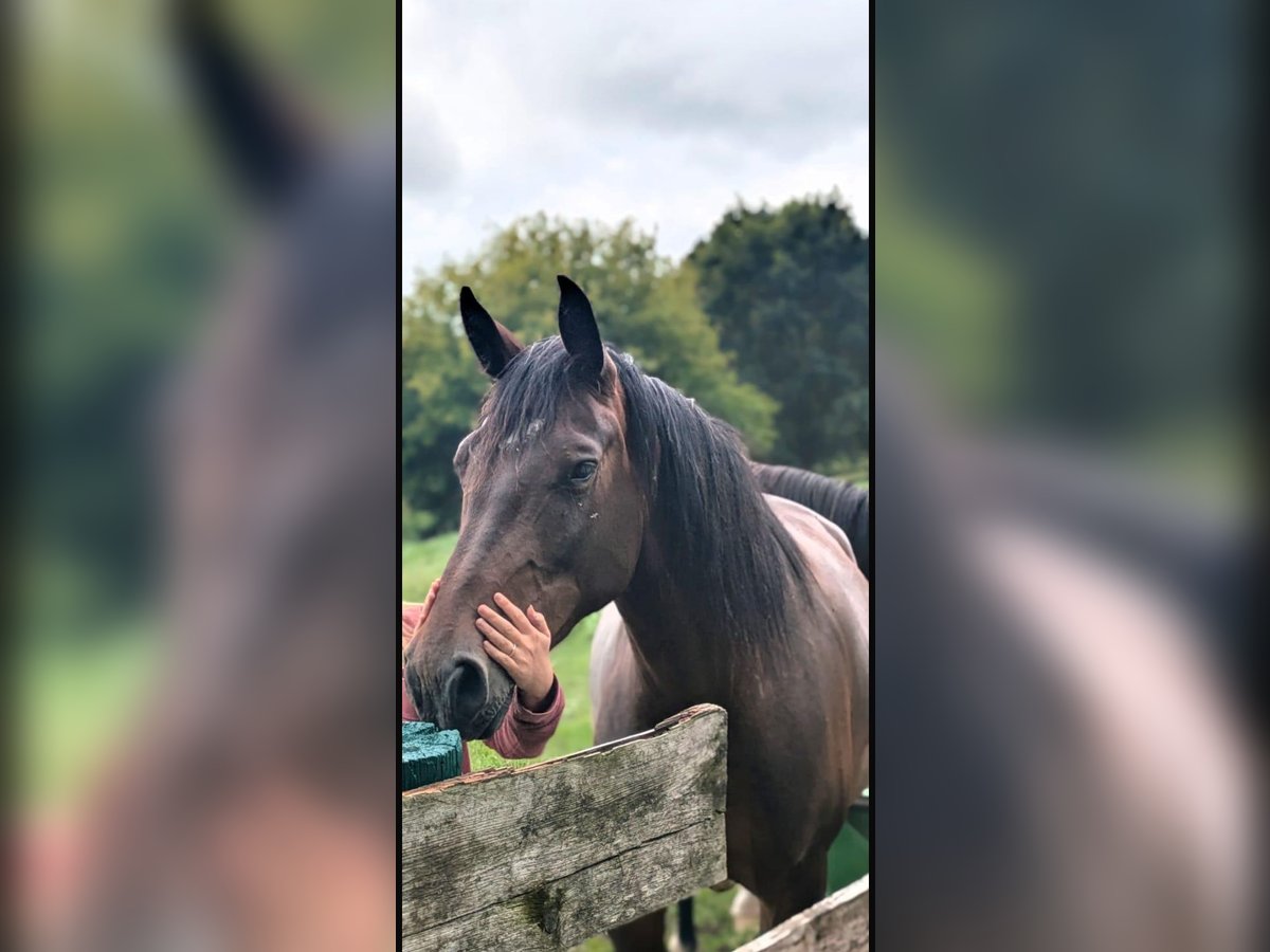 Brandenburg Warmblood Mix Mare 4 years 15,2 hh Brown in D&#xF6;llen