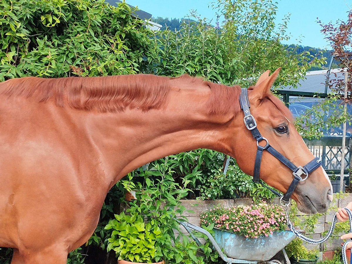 Brandenburg Warmblood Mare 4 years 16,1 hh Chestnut-Red in Tiefgraben
