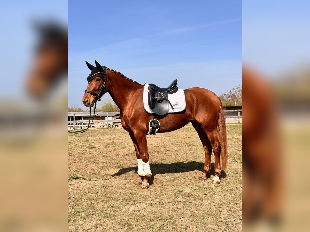Brandenburg Warmblood Mare 5 years 15,1 hh Chestnut-Red in Leipzig