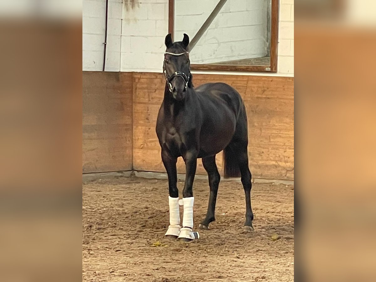 Brandenburg Warmblood Mare 6 years 15,2 hh Bay-Dark in Sch&#xF6;nwalde