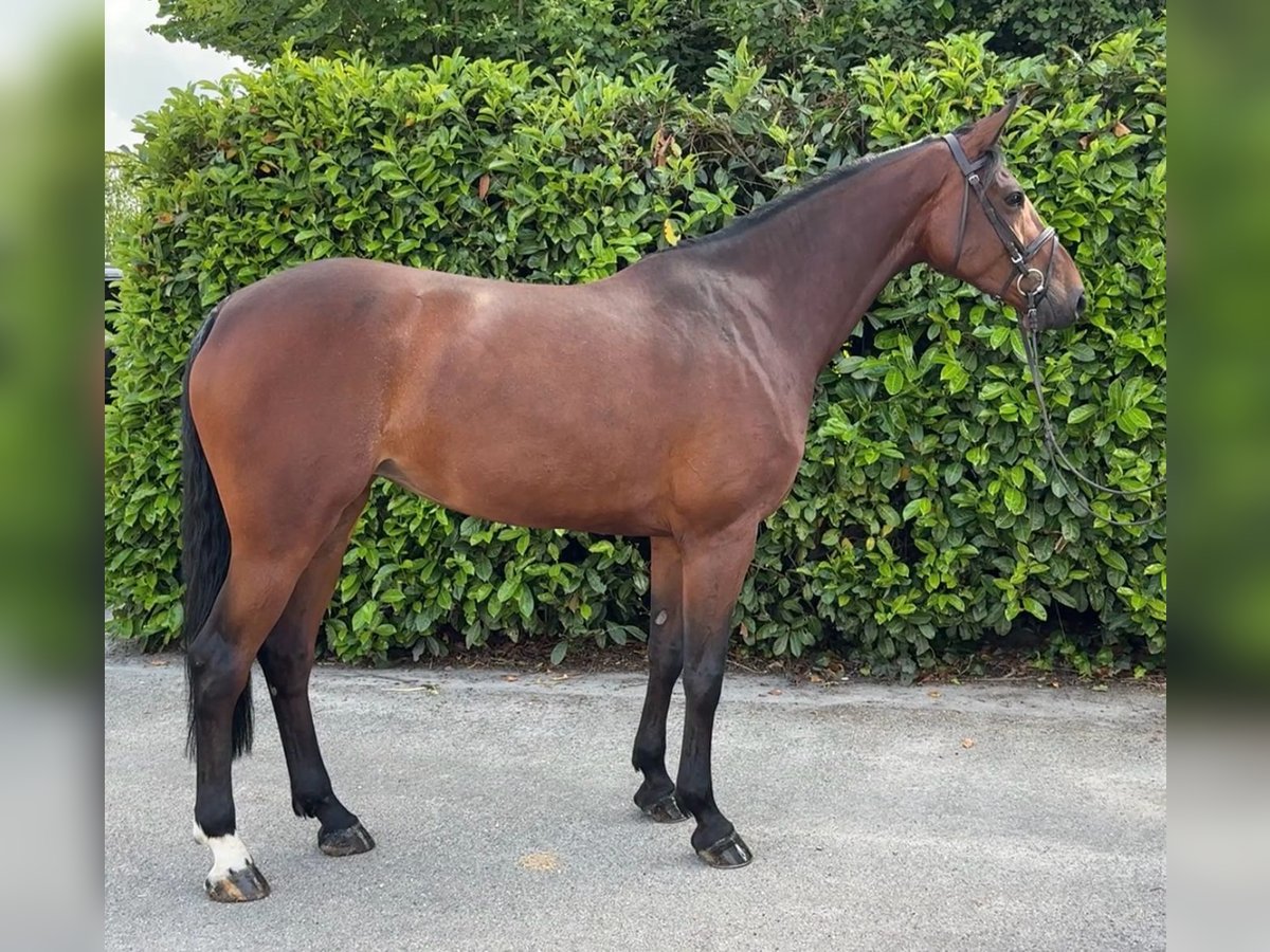 Brandenburg Warmblood Mare 7 years 17 hh Brown in Bocholtz