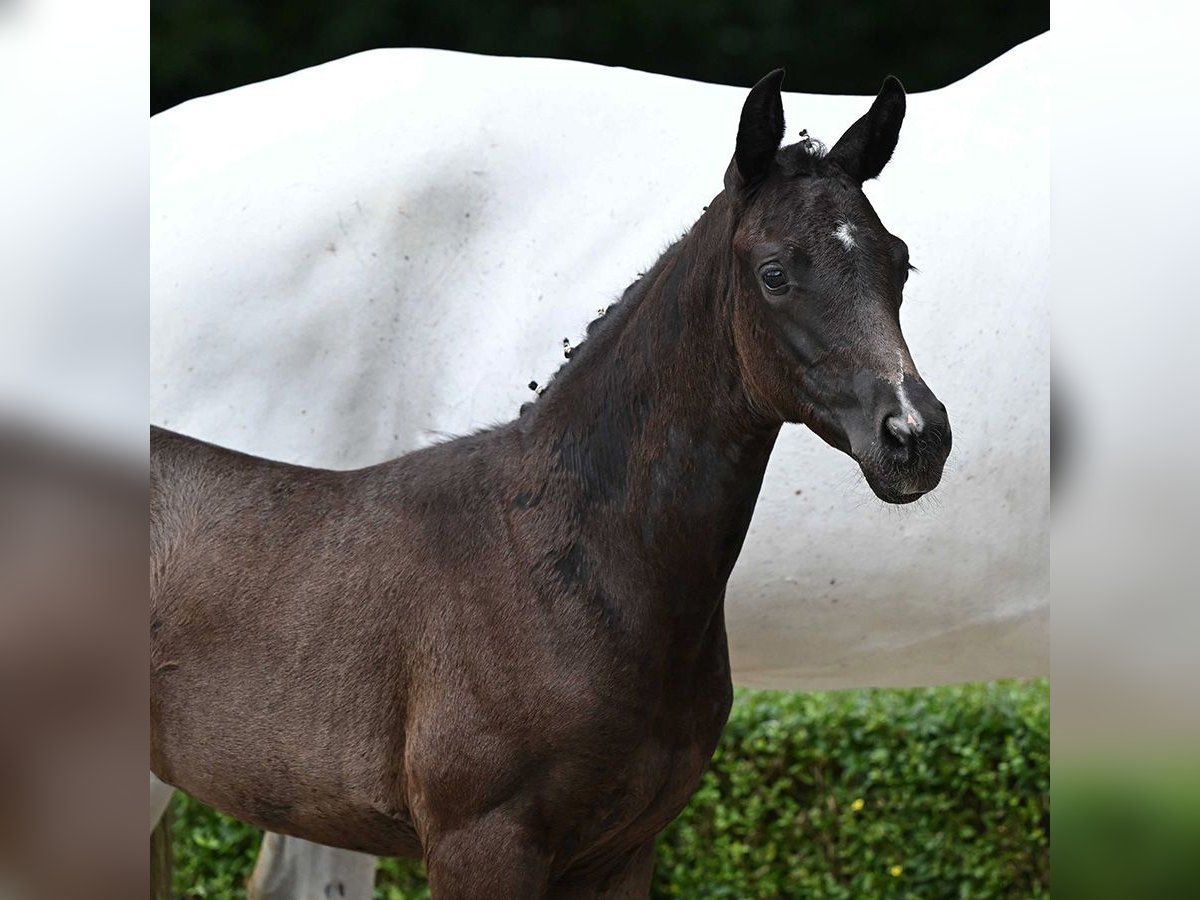 Brandenburg Warmblood Mare Foal (05/2024) Black in Bad Bevensen