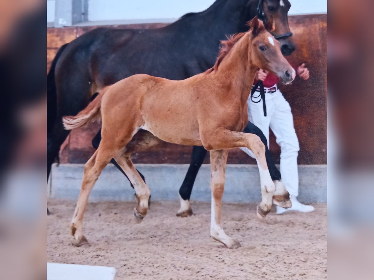 Brandenburg Warmblood Mare Foal (04/2024) Chestnut-Red in Marienwerder