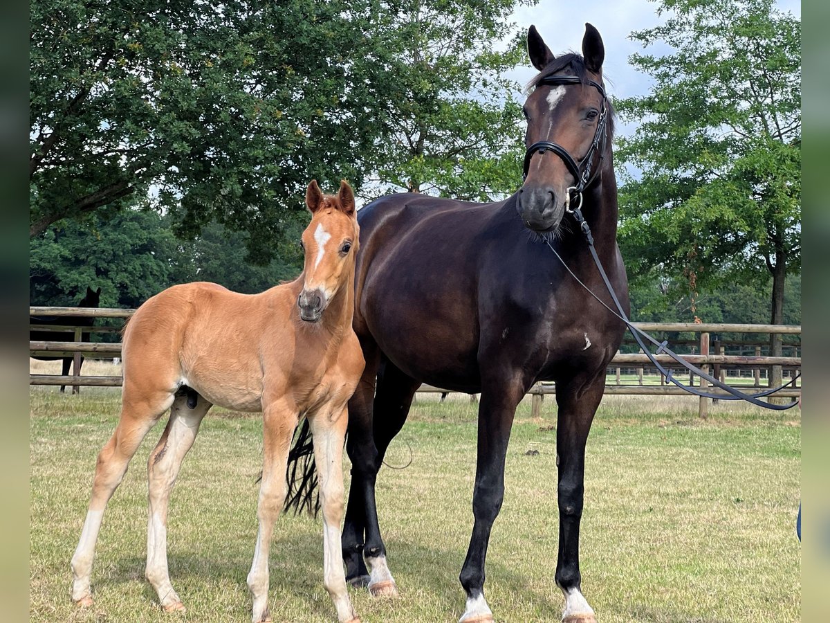 Brandenburg Warmblood Stallion Foal (05/2023) Chestnut-Red in Pinneberg