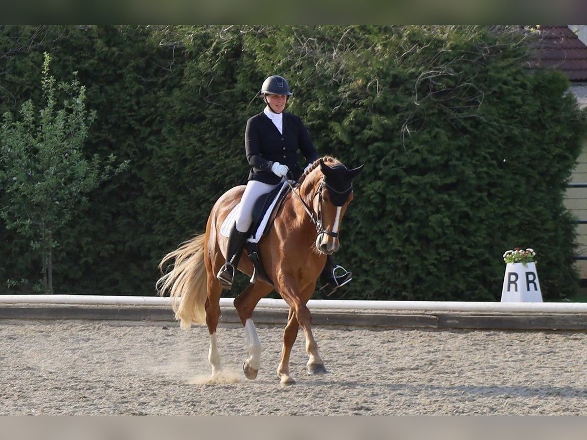 Brandenburger warmbloed Merrie 10 Jaar 176 cm Vos in Graz