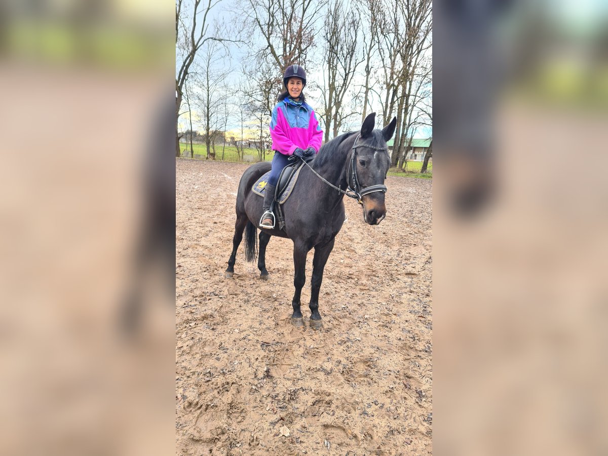 Brandenburger warmbloed Merrie 13 Jaar 160 cm Zwart in Neuburg an der Donau