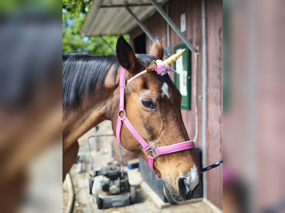 Brandenburger warmbloed Merrie 27 Jaar 160 cm Bruin in Raisdorf