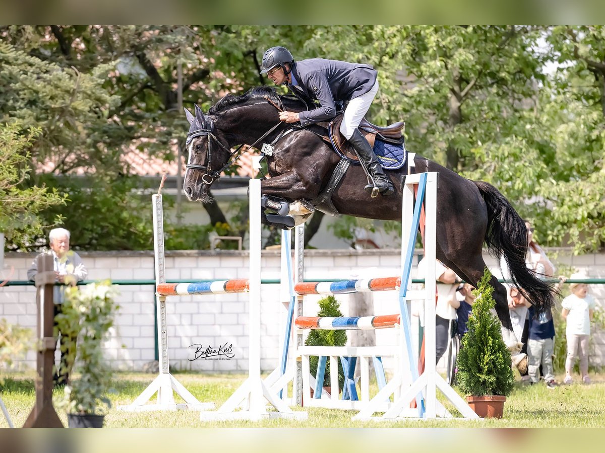 Brandenburger warmbloed Merrie 8 Jaar Zwart in Kremitzaue Polzen