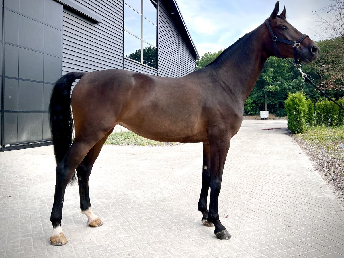 Brandenburger warmbloed Merrie 9 Jaar 172 cm Donkerbruin in Helmond