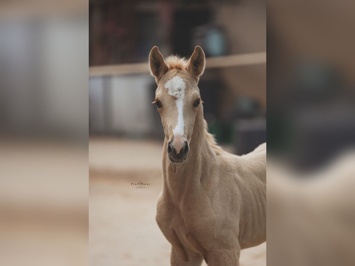 Brandenburger warmbloed Merrie Veulen (04/2025) 168 cm Palomino in Battweiler