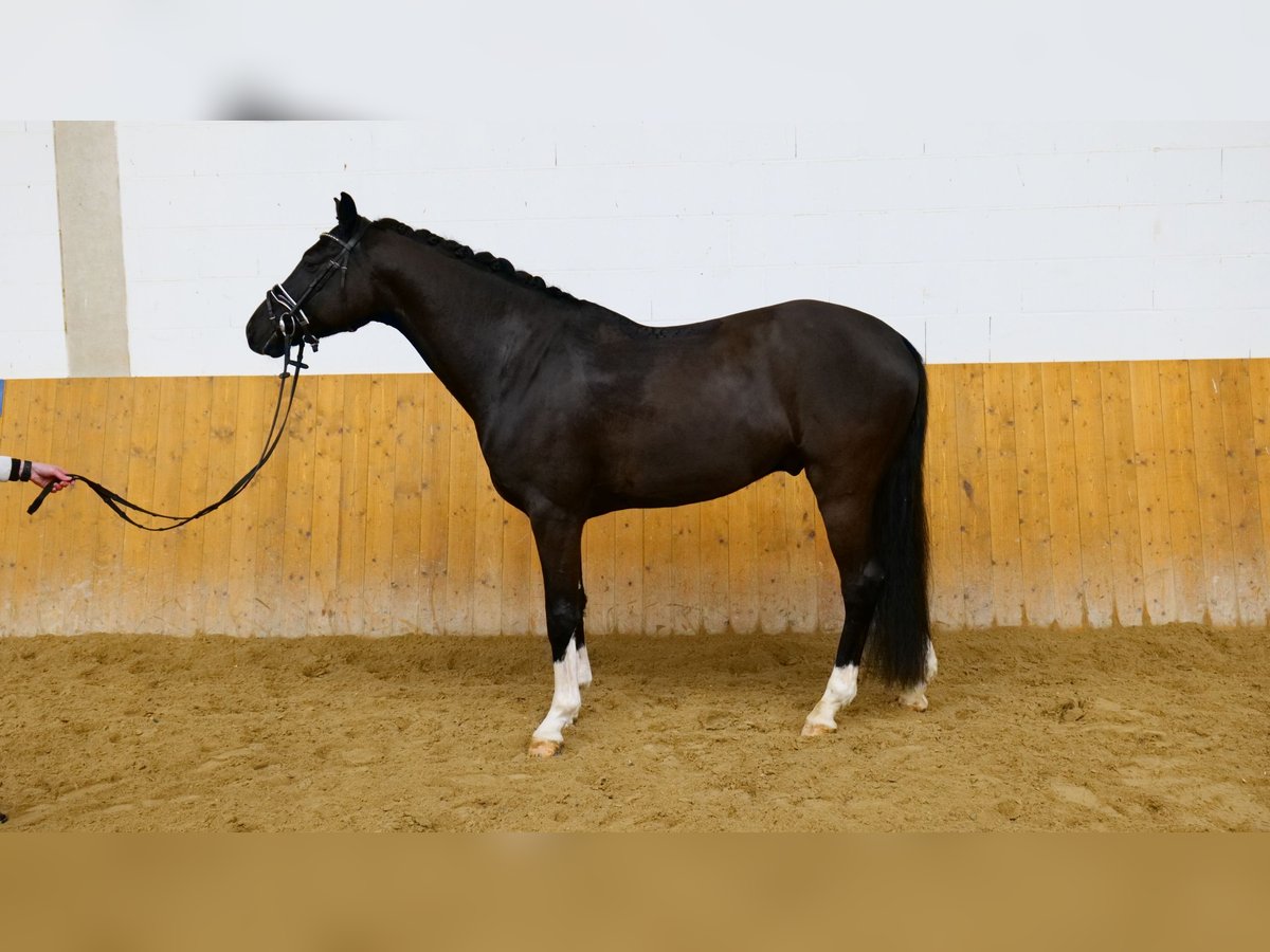 Brandenburger warmbloed Ruin 4 Jaar 165 cm Zwart in Freiensteinau