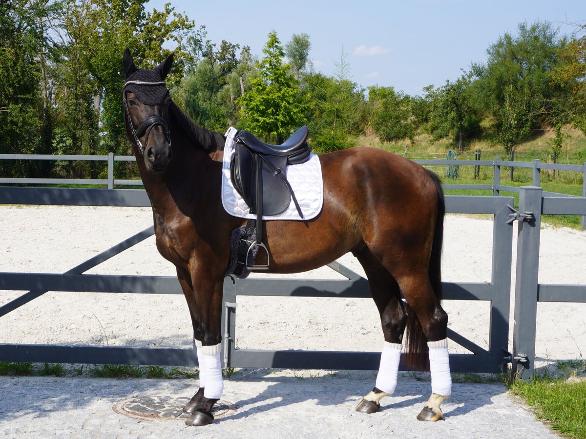 Brandenburger warmbloed Ruin 5 Jaar 166 cm Donkerbruin in Magdeburg