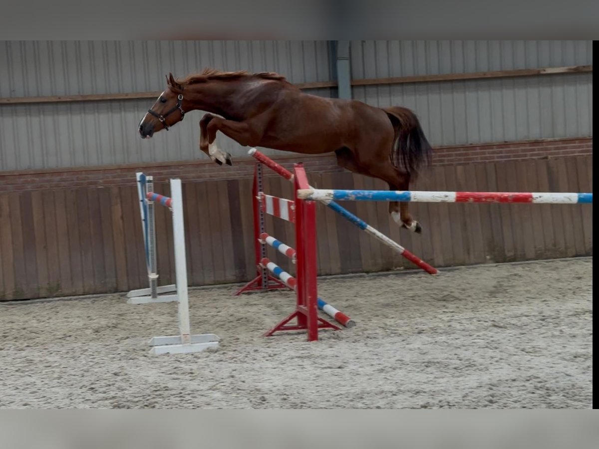 Brandenburger Warmblut Hengst 3 Jahre 170 cm in GROTE-BROGEL