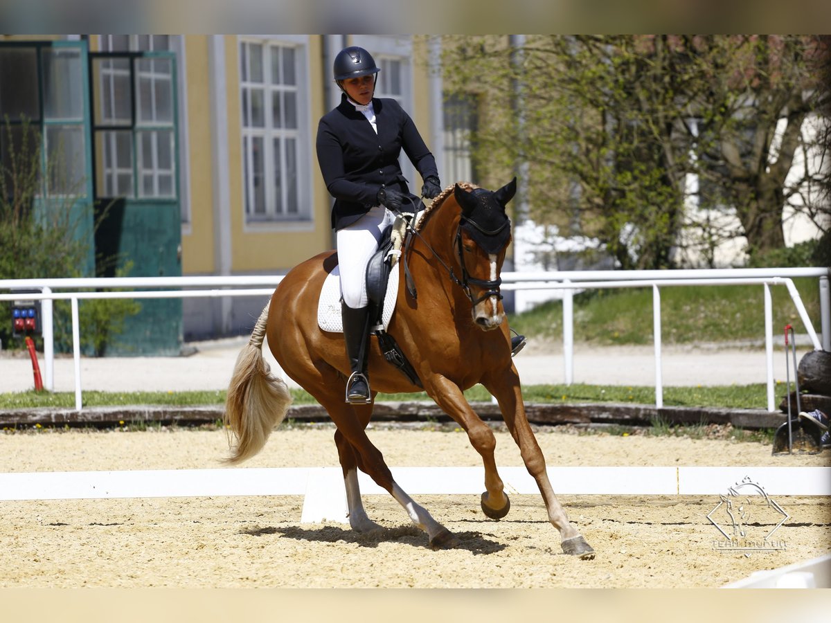 Brandenburger Warmblut Stute 10 Jahre 176 cm Fuchs in Graz