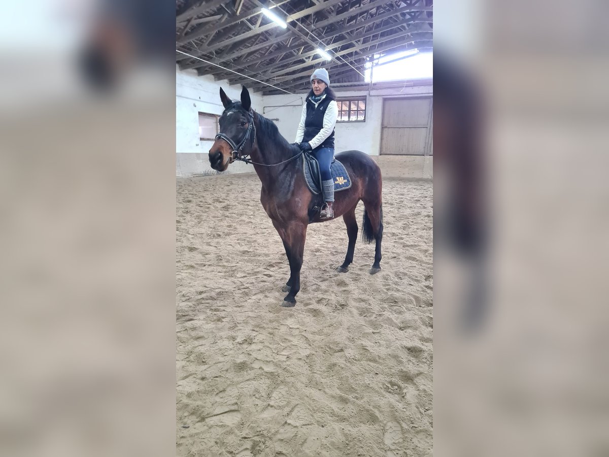 Brandenburger Warmblut Stute 12 Jahre 164 cm Brauner in Neuburg an der Donau