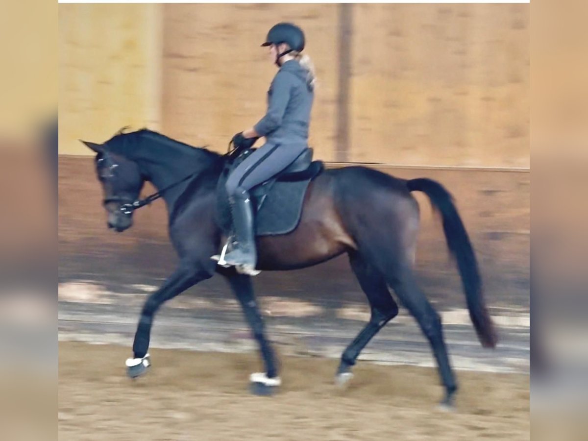 Brandenburger Warmblut Stute 4 Jahre 165 cm Dunkelbrauner in Aachen