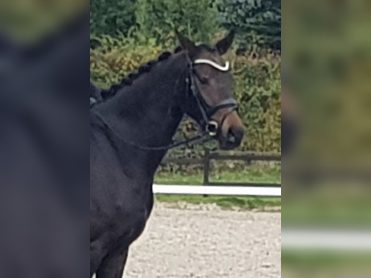 Brandenburger Warmblut Stute 4 Jahre 165 cm Dunkelbrauner in Aachen