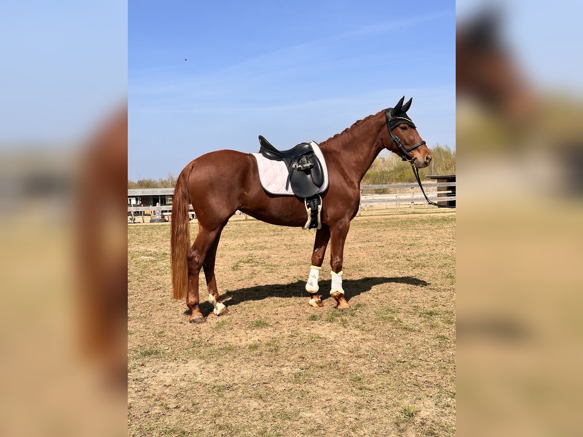 Brandenburger Warmblut Stute 5 Jahre 157 cm Fuchs in Leipzig
