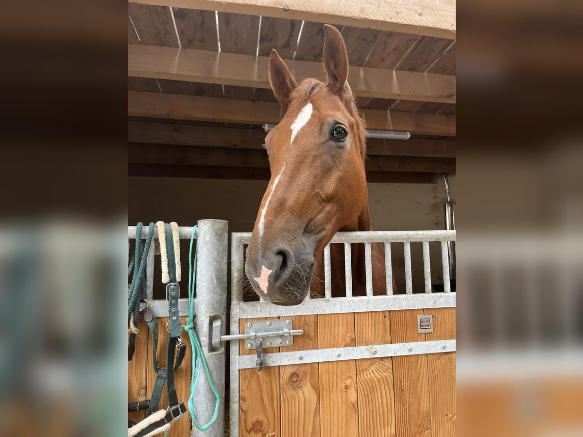 Brandenburger Warmblut Wallach 12 Jahre 173 cm Fuchs in SAULTAIN