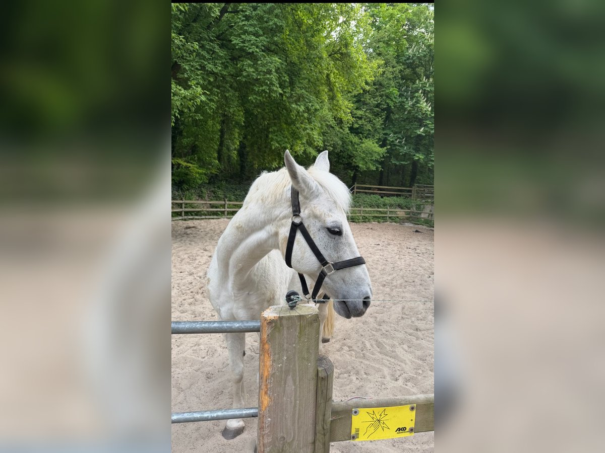 Brandenburger Warmblut Wallach 15 Jahre 163 cm Schimmel in Berlin