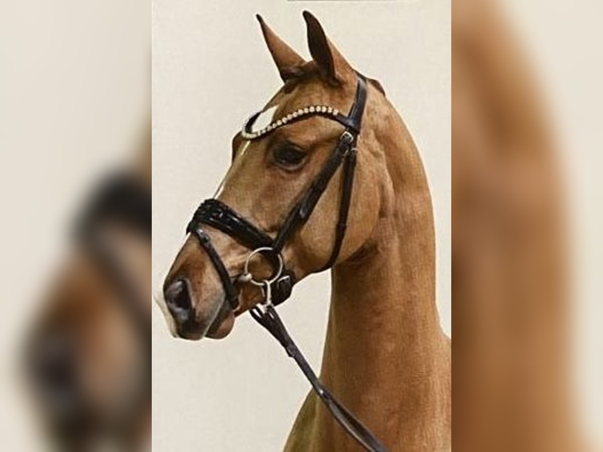 Brandenburger Warmblut Wallach 4 Jahre 170 cm Fuchs in Welver