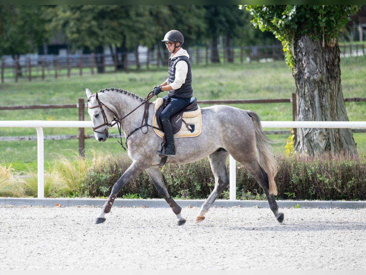Brandenburger Warmblut Wallach 4 Jahre 170 cm Schimmel in T&#xF6;k